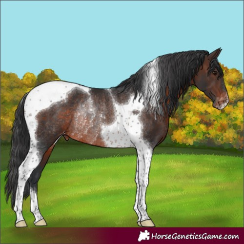 Horse Color:Brown Tobiano Appaloosa Rabicano 