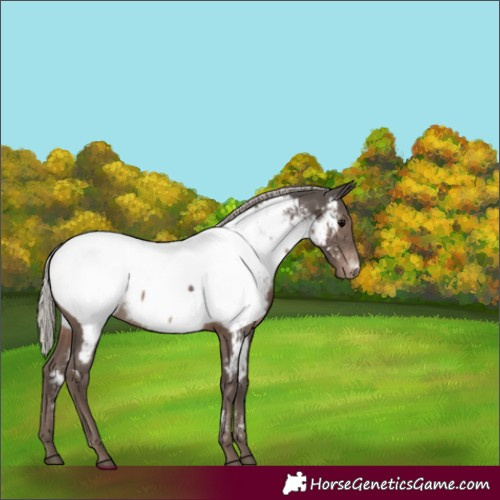 Horse Color:Silver Black Appaloosa Rabicano 