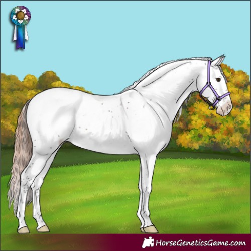 Horse Color:Liver Chestnut Sabino Appaloosa Rabicano 