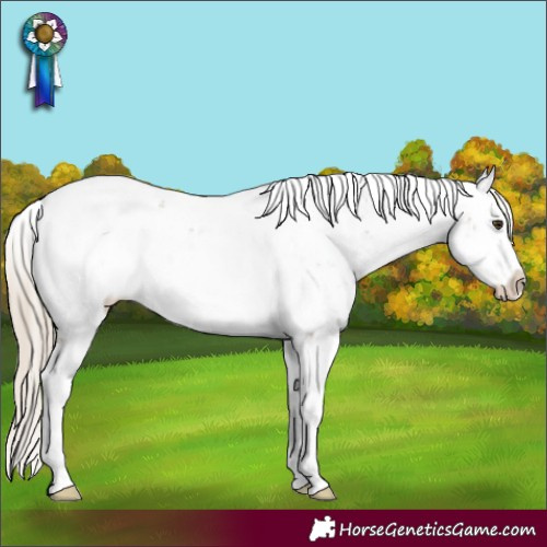 Horse Color:Chocolate Palomino Sabino Appaloosa Rabicano