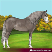 Horse Color:Silver Black Sabino 