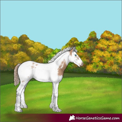 Horse Color:Red Dun Splash Tobiano Frame 