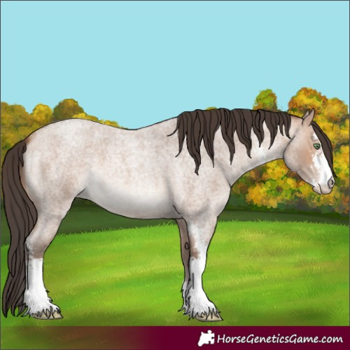 Horse Color:Amber Champagne Roan Sabino