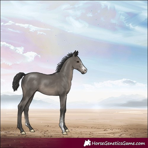 Horse Color:Grullo Sabino 