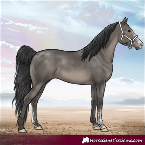 Horse Color:Grullo Sabino 