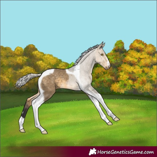 Horse Color:Silver Buckskin Dun Tobiano 