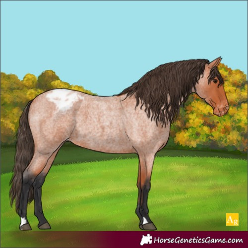Horse Color:Bay Roan Appaloosa