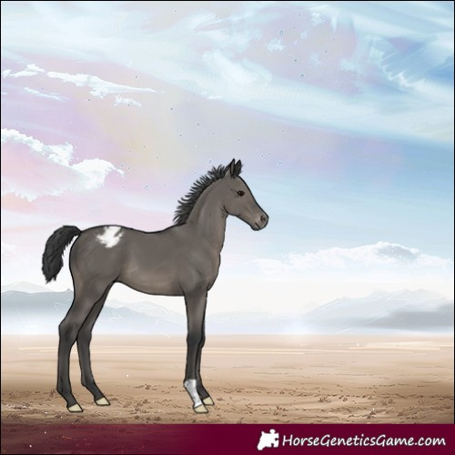 Horse Color:Grullo Appaloosa 