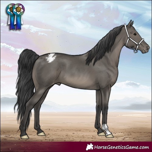 Horse Color:Grullo Appaloosa 