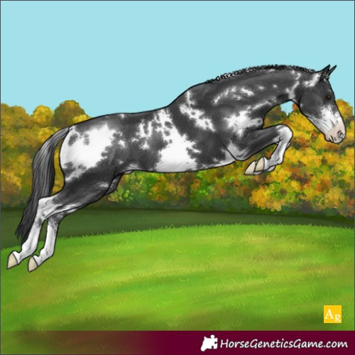 Horse Color:White Spotted Black Sabino