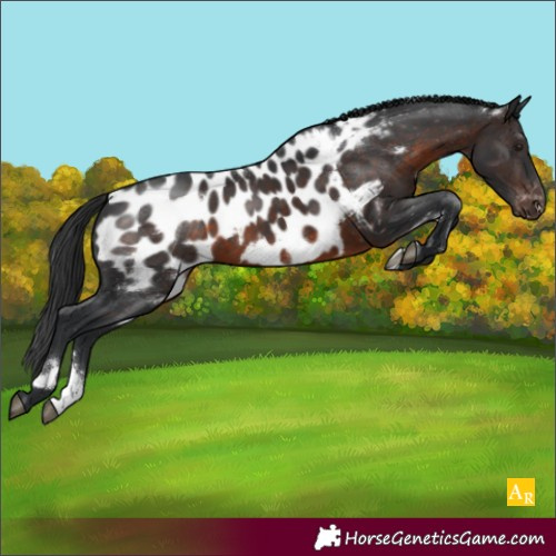 Horse Color:White Spotted Brown Sabino Appaloosa