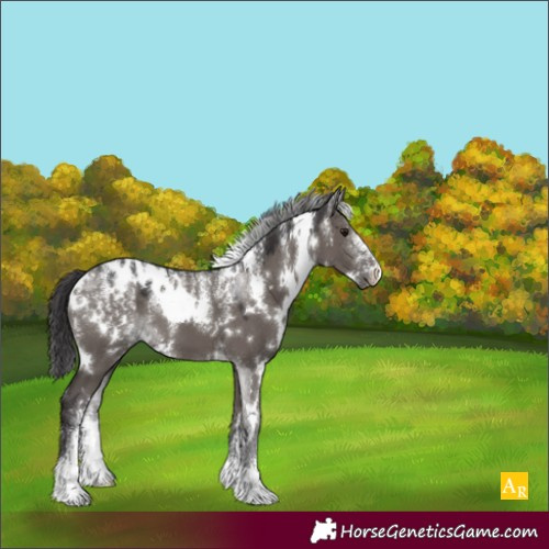 Horse Color:Powder White White Spotted Smoky Grullo 