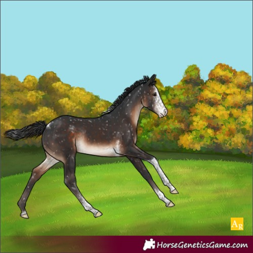 Horse Color:Brown Sabino Tobiano Appaloosa Rabicano 