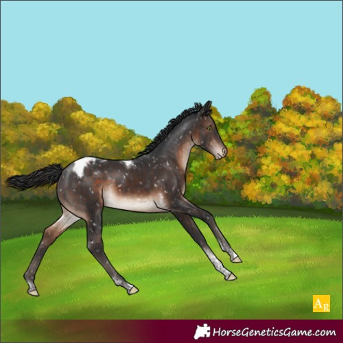 Horse Color:Brown Mushroom Tobiano Appaloosa 