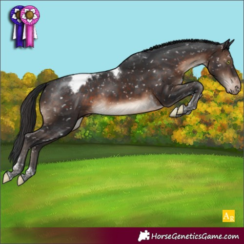Horse Color:Brown Mushroom Tobiano Appaloosa