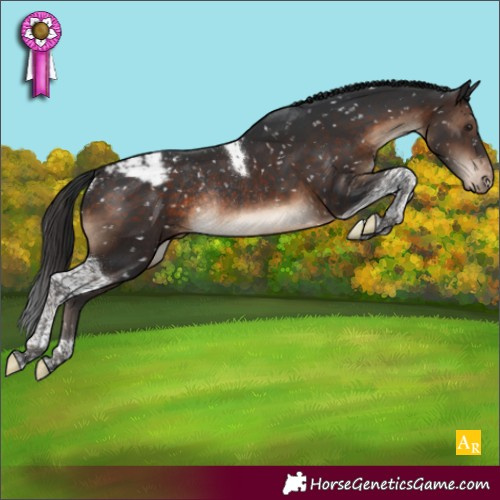 Horse Color:Brown Tobiano Appaloosa Rabicano 
