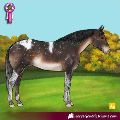 Horse Color:Brown Tobiano Appaloosa Rabicano