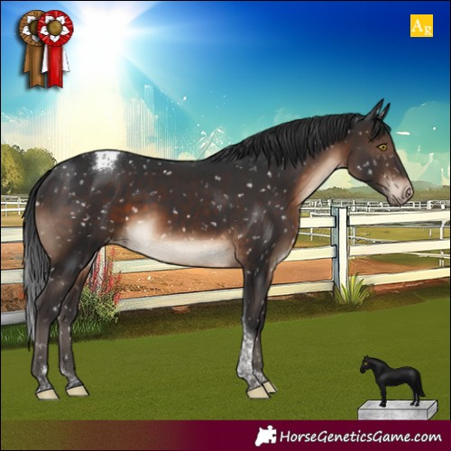 Horse Color:Brown Tobiano Appaloosa Rabicano