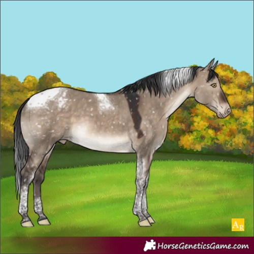 Horse Color:Brown Dun Tobiano Appaloosa 