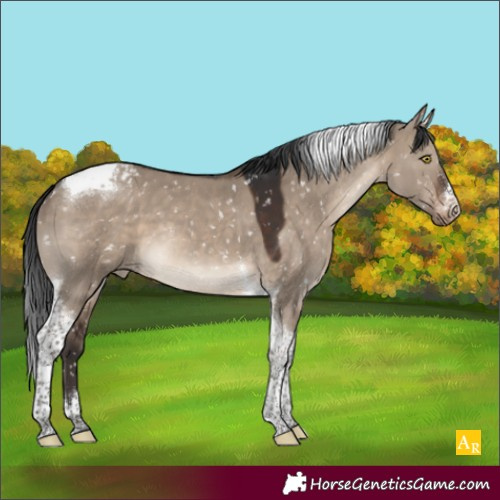 Horse Color:Brown Dun Tobiano Appaloosa 