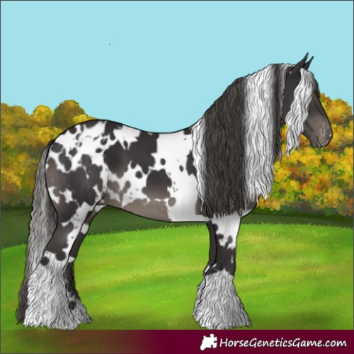 Horse Color:White Spotted Smoky Black Appaloosa