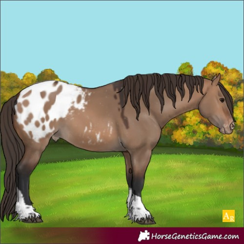 Horse Color:Brown Dun Tobiano Appaloosa 
