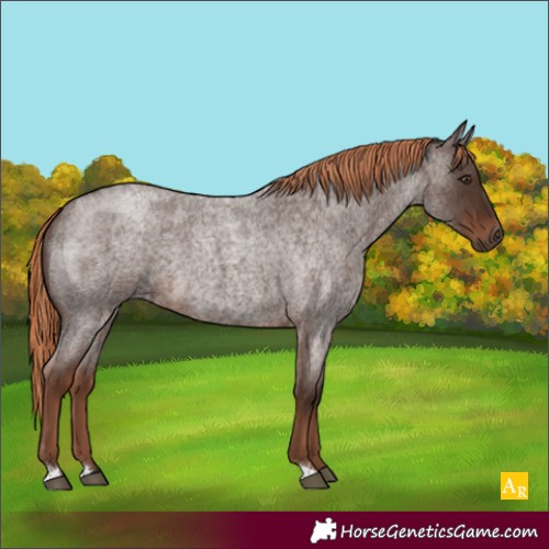 Horse Color:Liver Red Roan 