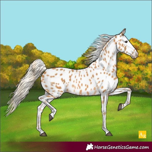 Horse Color:Palomino Appaloosa 