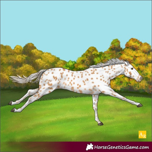 Horse Color:Palomino Leopard 