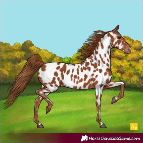Horse Color:Chestnut Appaloosa