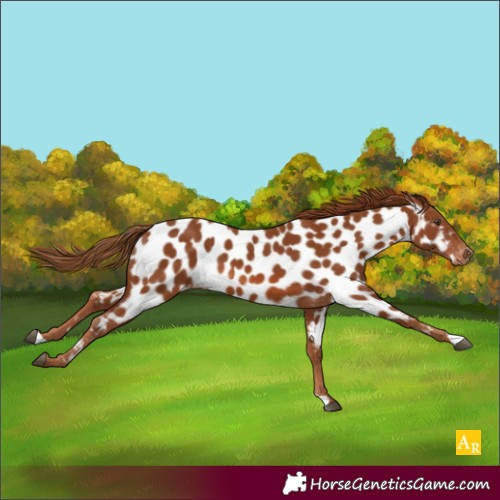 Horse Color:Chestnut Appaloosa 