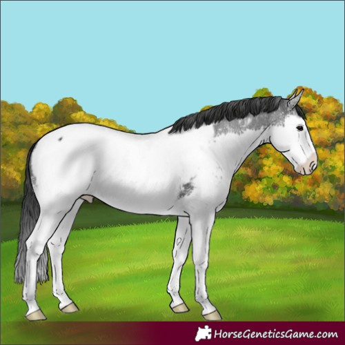 Horse Color:White Spotted Black Splash Appaloosa 