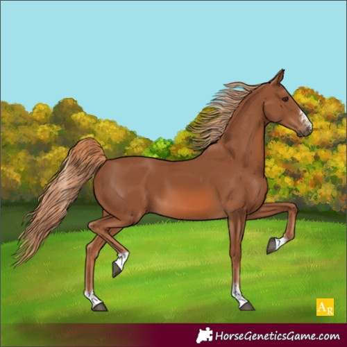 Horse Color:Chestnut 