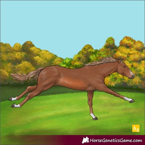 Horse Color:Chestnut 