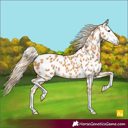 Horse Color:Palomino Appaloosa