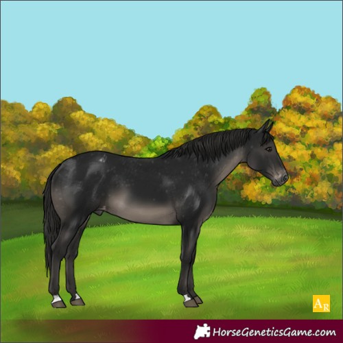 Horse Color:Gray Black Appaloosa 