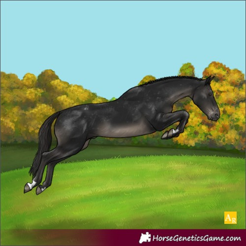 Horse Color:Gray Black Appaloosa