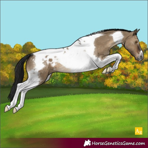 Horse Color:Gray Brown Dun Tobiano Blanket 