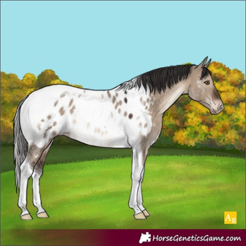 Horse Color:Brown Dun Tobiano Appaloosa 