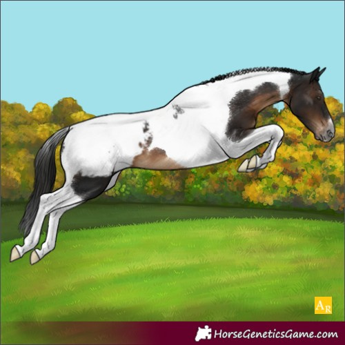 Horse Color:Gray Brown Tobiano Snowcap 