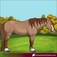 Horse Color:Red Dun