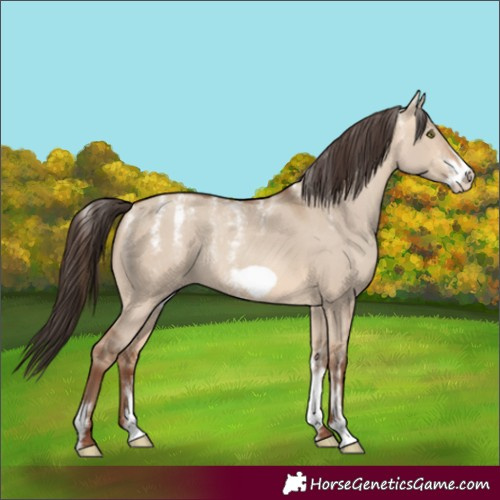 Horse Color:Powder White Amber Champagne Dun Frame Rabicano 