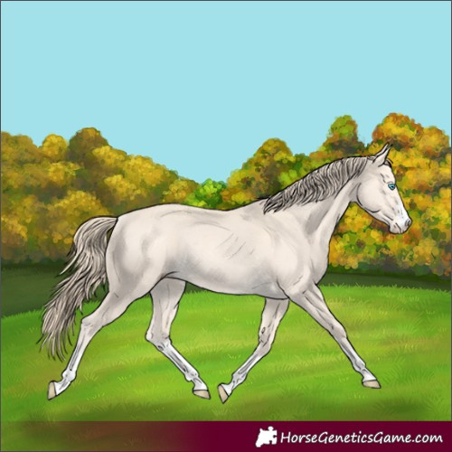 Horse Color:Perlino Rabicano 