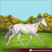 Horse Color:Perlino Rabicano 