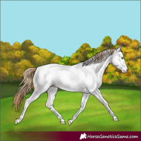 Horse Color:Gold Champagne Tobiano Appaloosa 