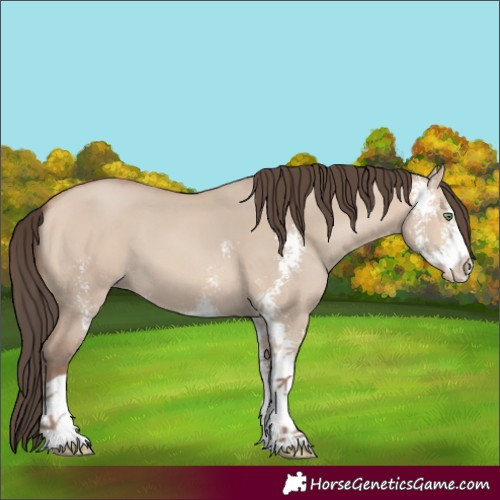 Horse Color:Amber Champagne Dun Sabino 