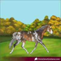 Horse Color:Silver Buckskin Sabino 
