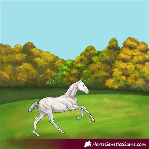 Horse Color:Silver Amber Champagne Dun Mushroom Sabino Splash Rabicano 