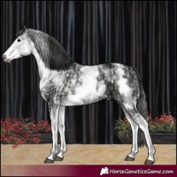 Horse Color:Gray White Spotted Black and Gray White Spotted Black