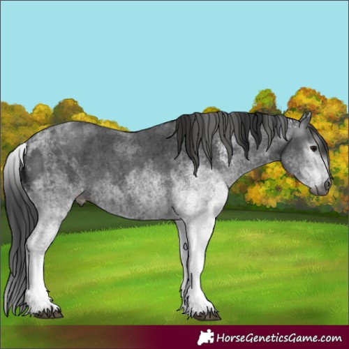 Horse Color:Gray White Spotted Black and Gray White Spotted Black